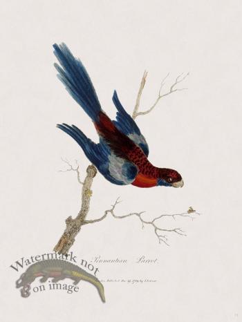 13 New Holland Caffowary